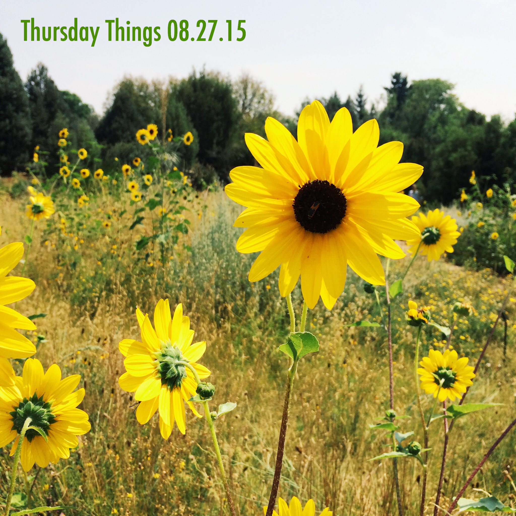 thursday-things-08-27-15-just-j-faye